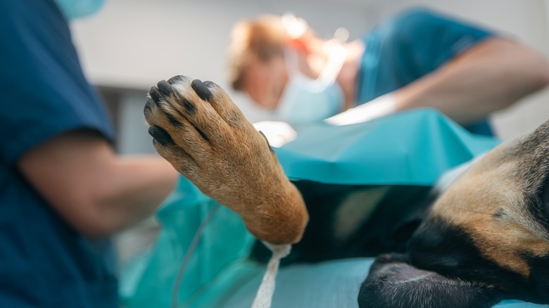 dog being operated on by two veterinarians