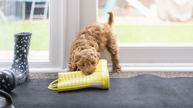 dog chewing a boot