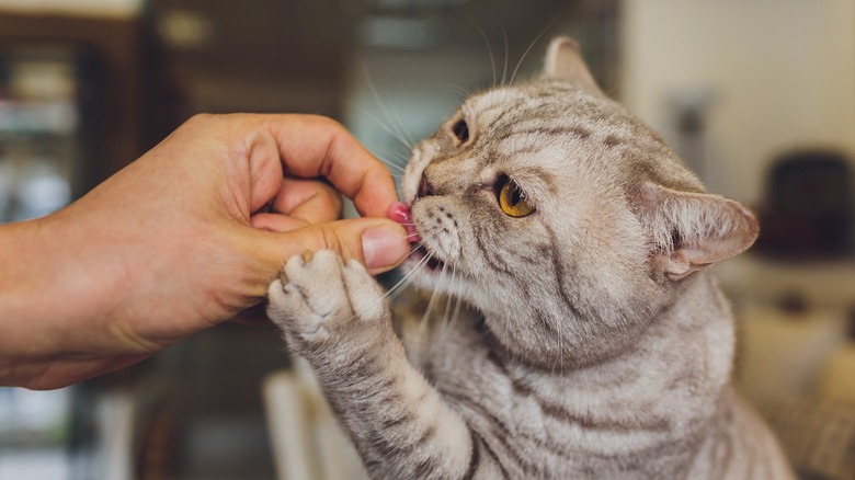 feeding cat a snack