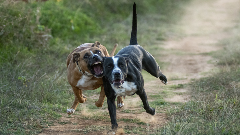 two dogs running down a path