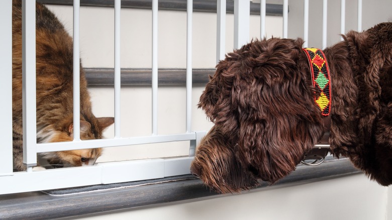 dog and cat on opposite sides of gate