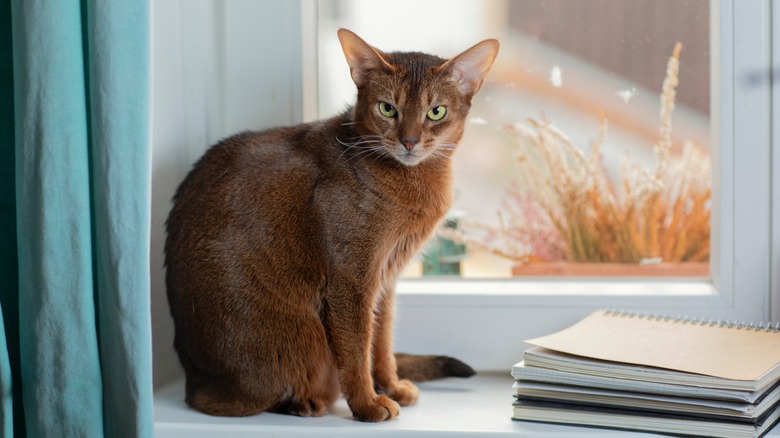 An Abyssinian sitting on a shelf by a window