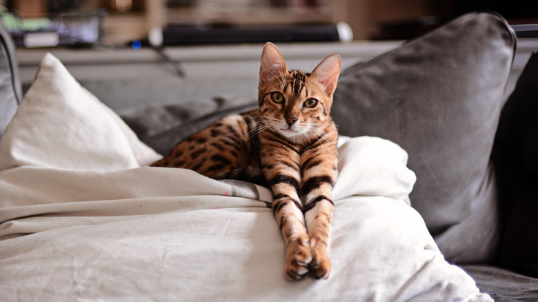 A young Bengal cat sitting on a pillow on the sofa