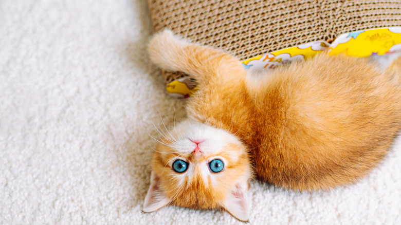 A chinchilla kitten playing with its cat scratcher