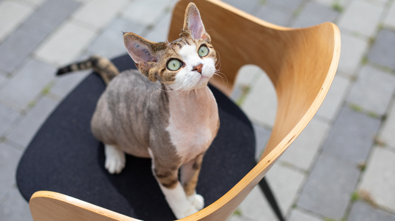 A Devon Rex sitting on an office chair