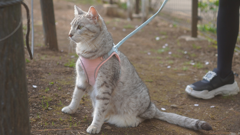 An Egyptian Mau cat going for a walk on the leash