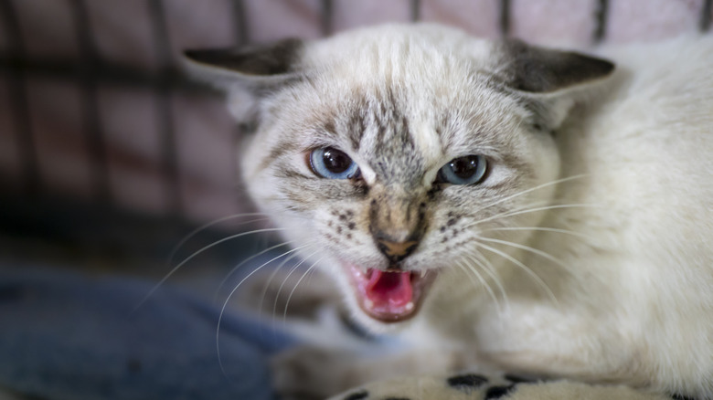 A close-up of a cat hissing at the camera