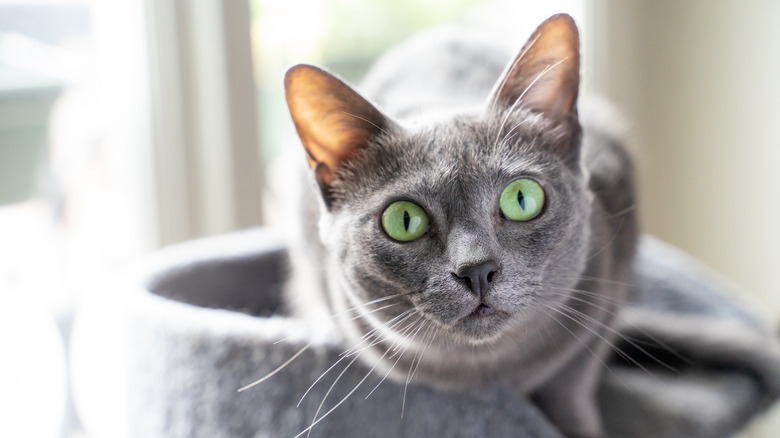 A Korat cat sitting in its cat tree