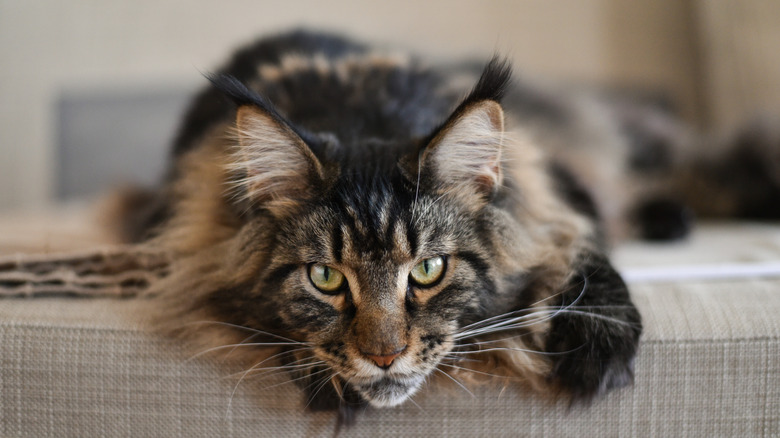 A close-up of a Maine Coon lying on the sofa