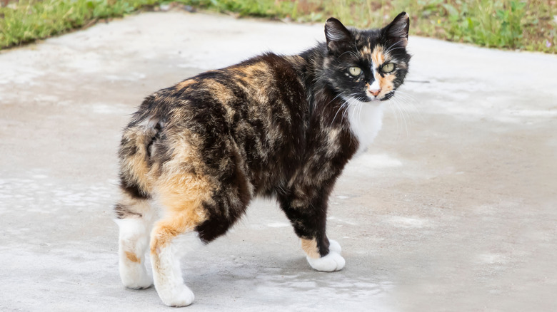 A back view of a tailless Manx cat