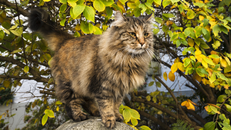 A Norwegian Forest Cat standing on a rock