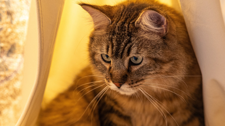 A close-up of a Pixiebob inside a cat tent