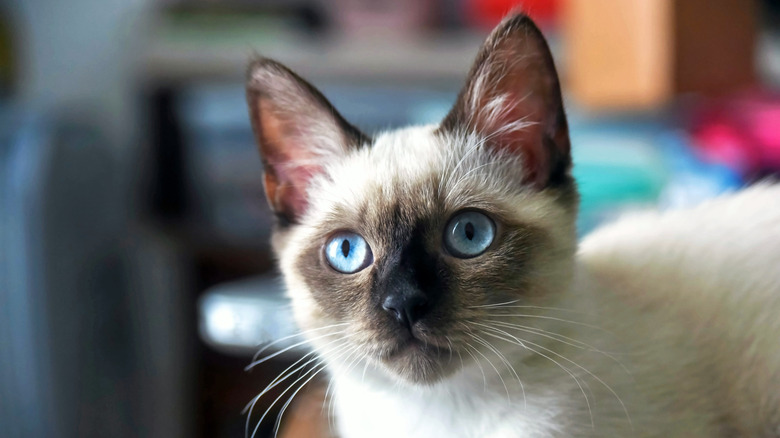 A close-up of the face of a young Siamese cat