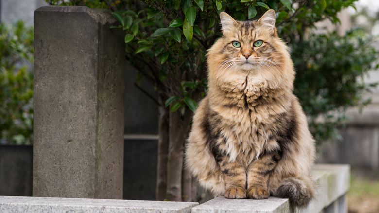 A Siberian cat sitting on a beam