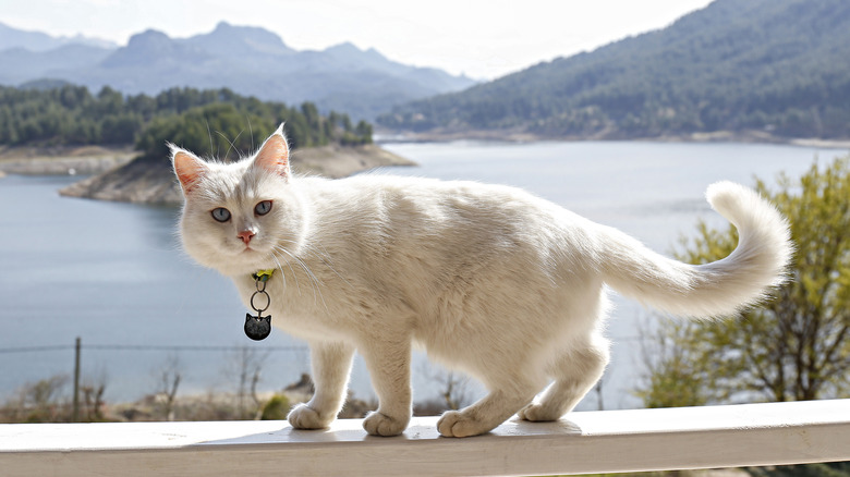 A Turkish Angora standing on a beam in front of a lake