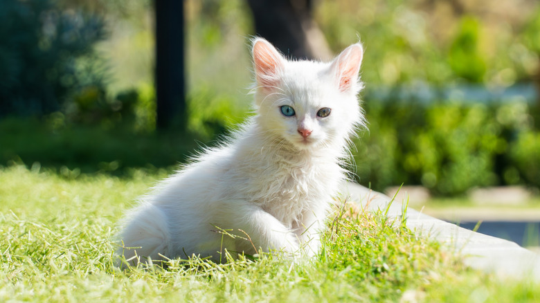 A Turkish Van kitten sitting on the grass outside