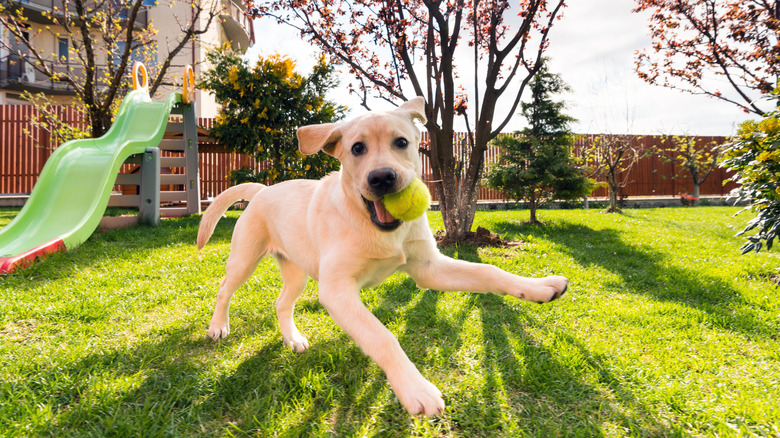 dog running with ball in mouth