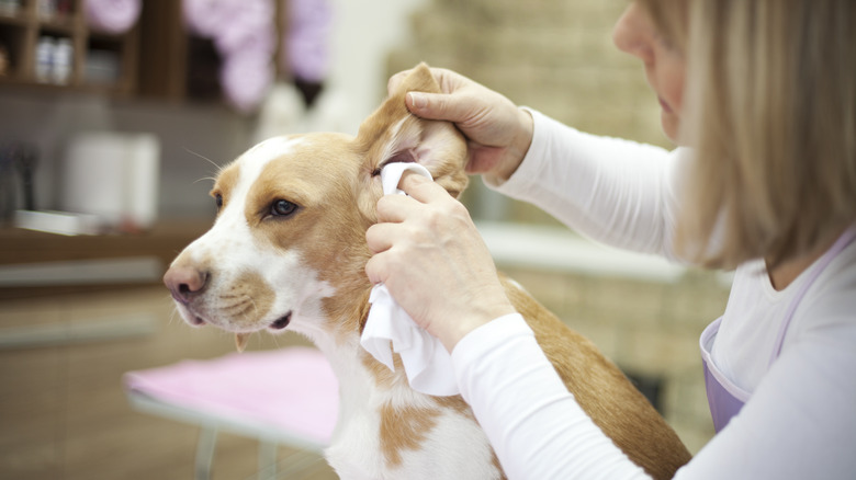 lady cleaning dog's ears with cloth