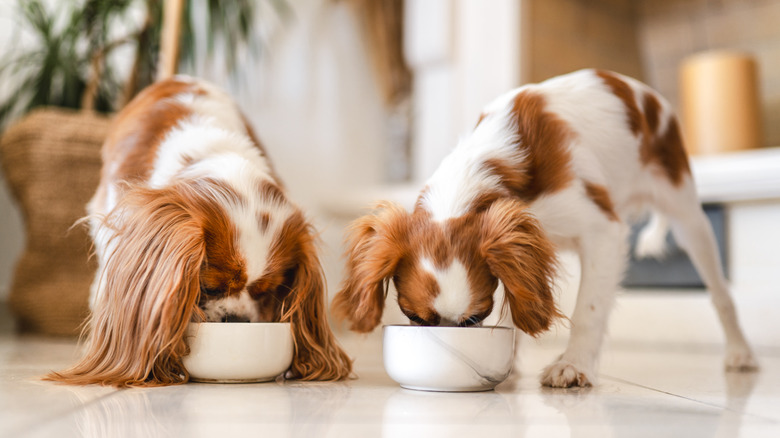 two dogs eating from their bowls