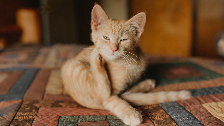 cat scratching their neck