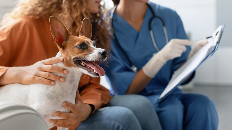 happy dog sitting with their owner and vet