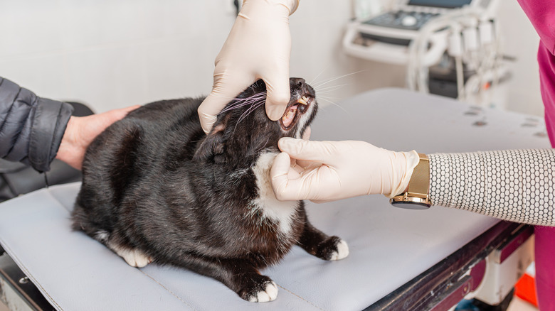 vet examining cat's teeth