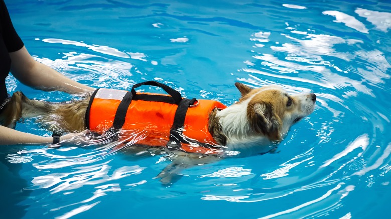 dog swimming with life jacket