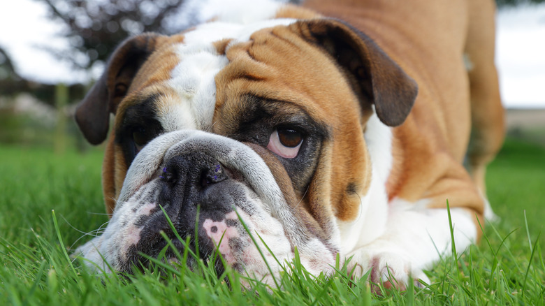 bulldog lying in grass