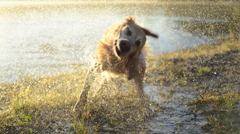 dog shaking off water