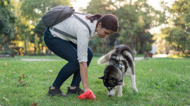 woman collecting dog poop