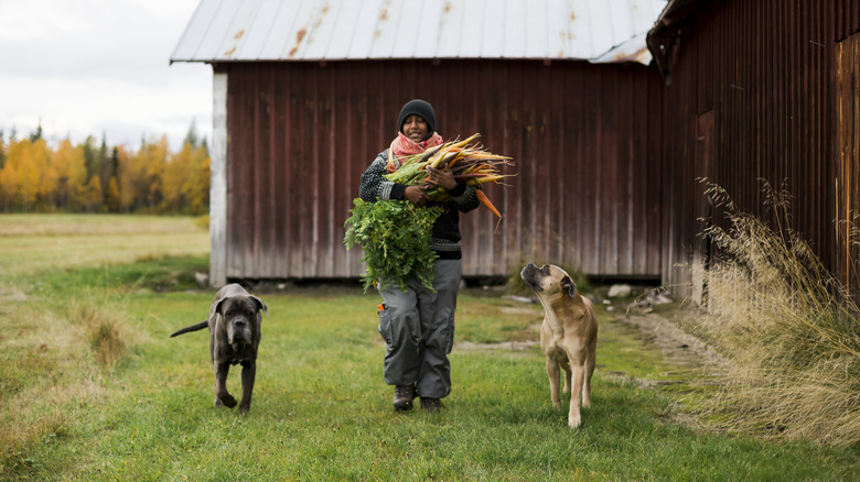 person walking with two dogs