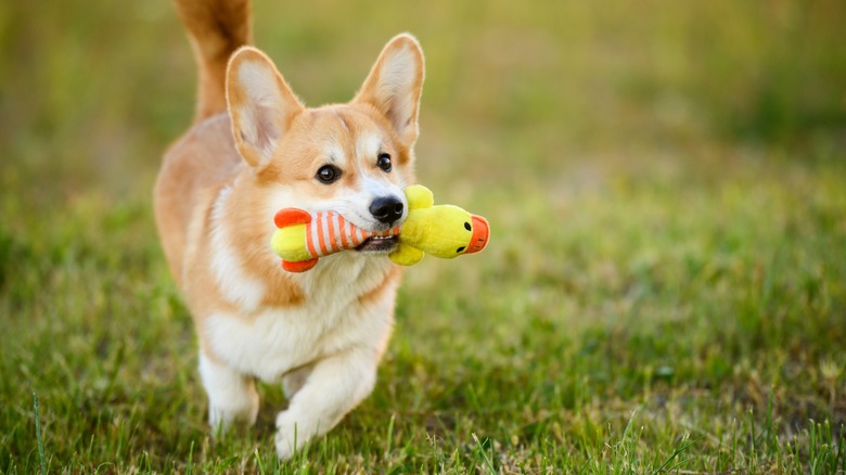 corgi with toy in mouth