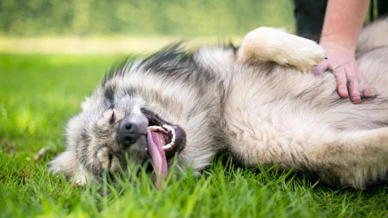 dog getting a belly rub