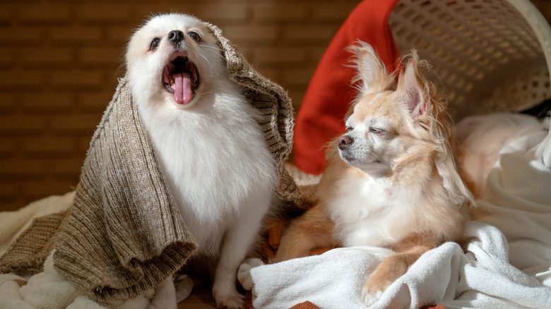 dogs in laundry