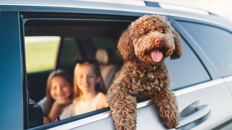 dog looking out car window