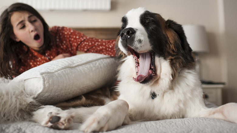 dog and person yawning