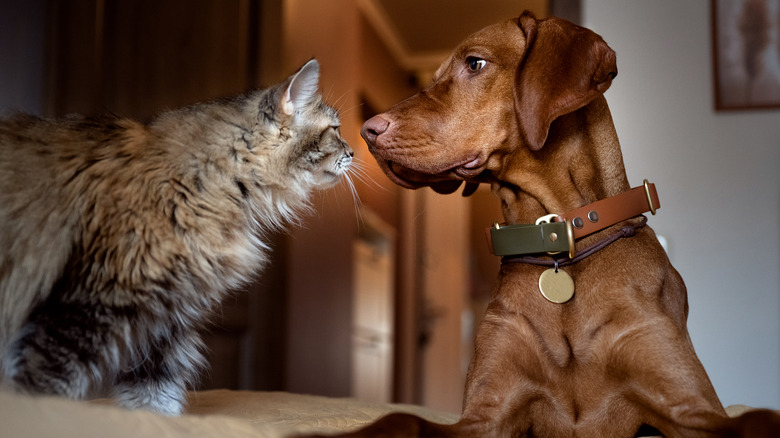 cat and dog interact in bedroom