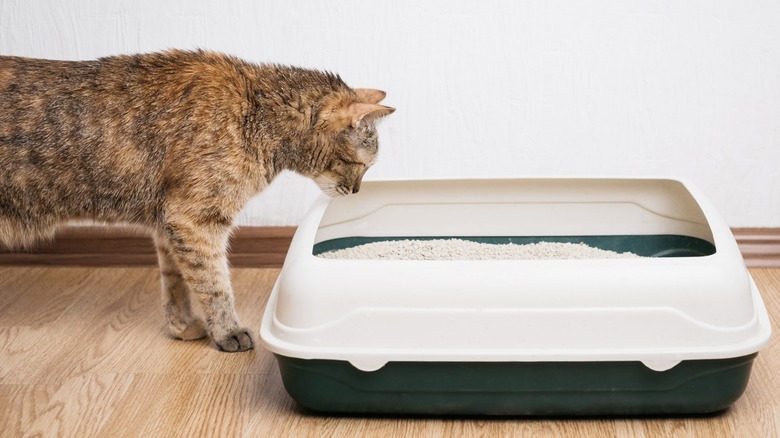 cat looking at litter box