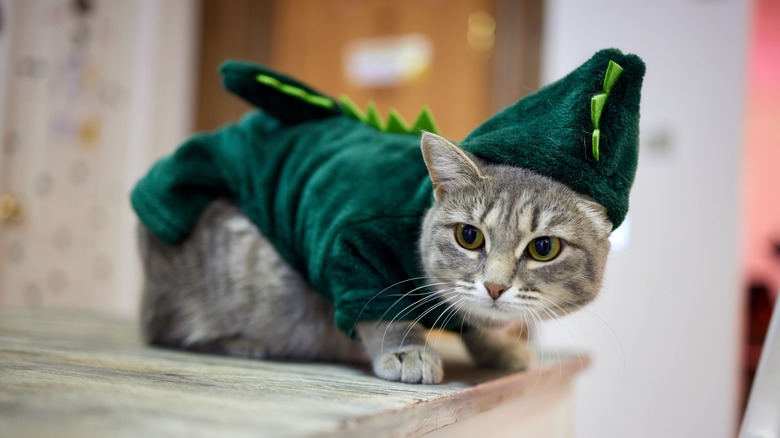 cat dressed in costume