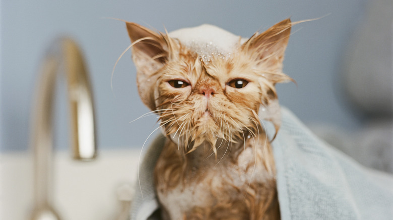 wet cat with head full of soap