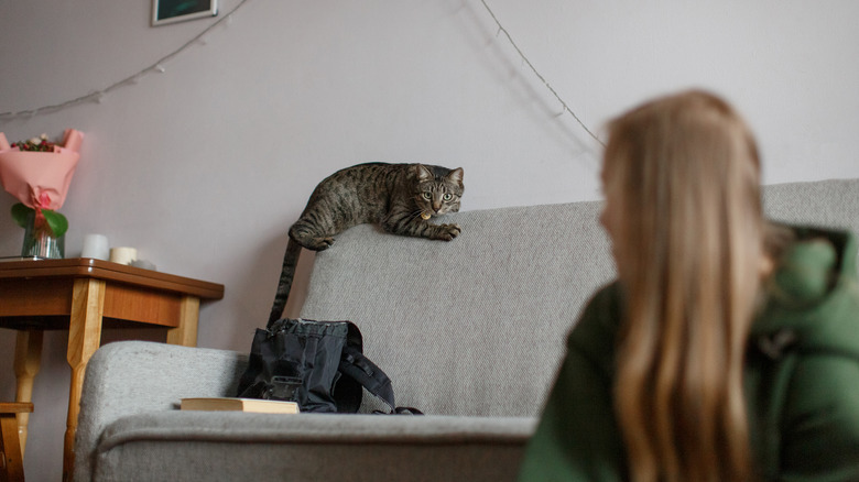 tense cat on couch back staring at woman