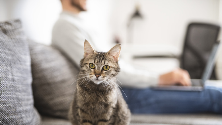 cat looks away from owner working on couch