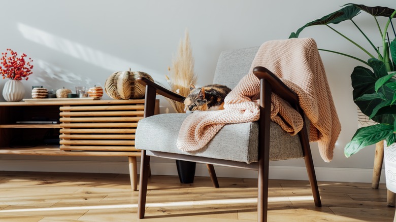 cat sleeping on chair