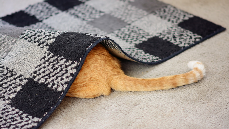 cat's tail sticking out from under a rug