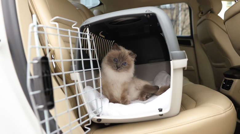 cat in carrier in car