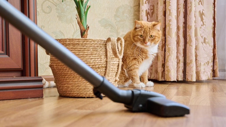 cat looking at vacuum cleaner