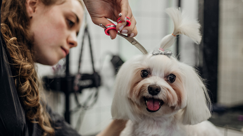 A young female groomer trims hair from the head of a pampered-looking toy-breed dog with a topknot