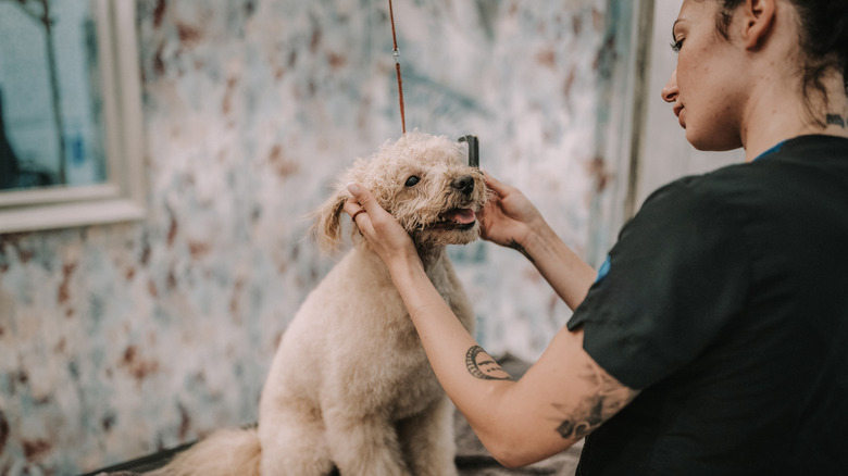 A happy toy poodle is being combed out by a female groomer