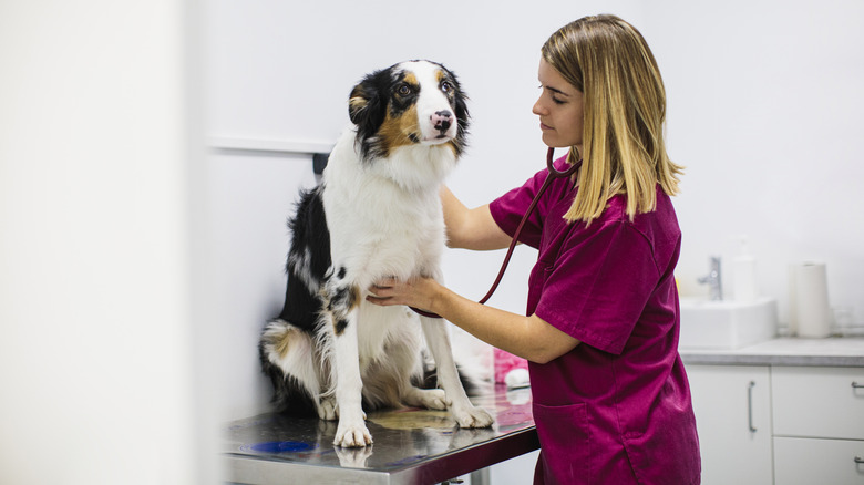 A female veterinarian in hot pink scrubs listens to the hear of a white, brown, and black shepherd mix dog