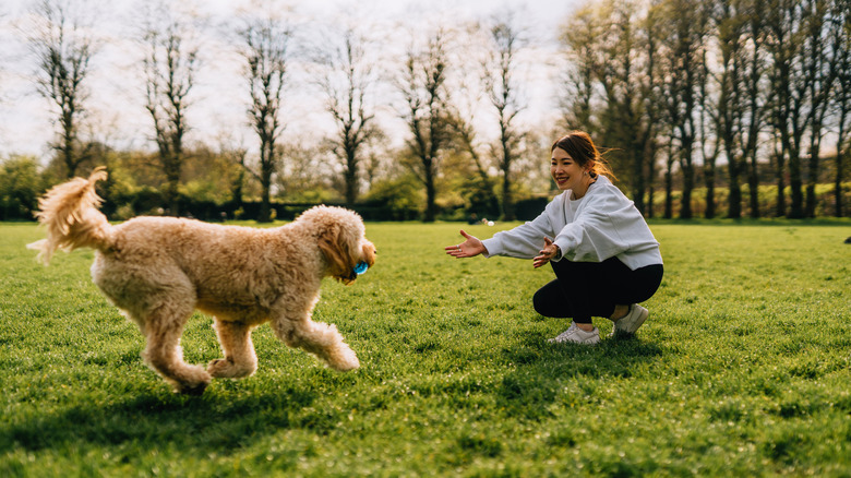 A woman crouches in the grass as a happy goldendoodle dog runs back to her with a ball in its mouth